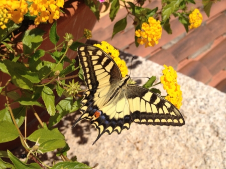 Butterfly Machaon on a flowerの素材