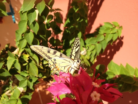 Butterfly Machaon on flowerの素材