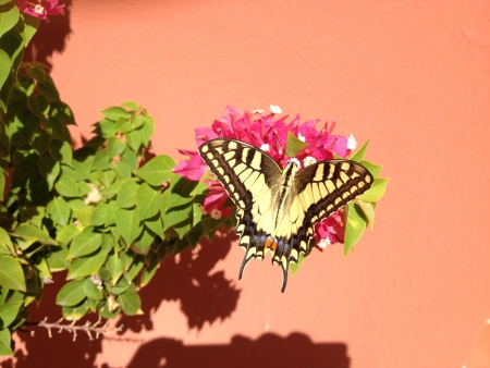 Butterfly on a flowerの素材
