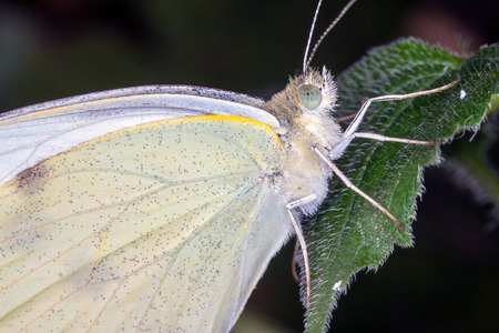 butterfly eating on a flower in a meadowの写真素材