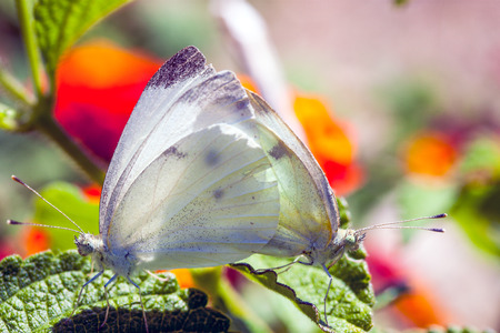 butterfly eating on a flower in a meadowの写真素材