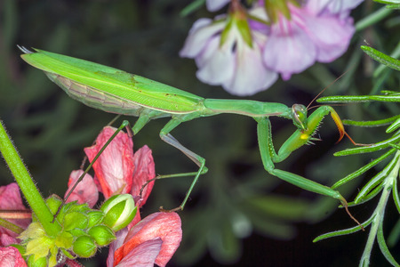 green mantis on a flowerの写真素材