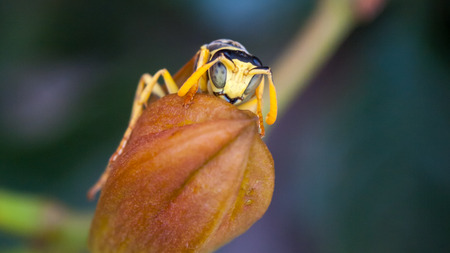 wasp restingの写真素材