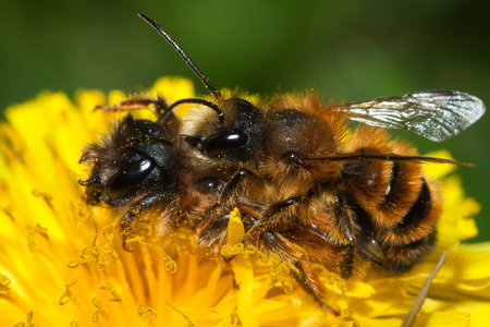 common bee collects pollen from flowers in a meadowの写真素材