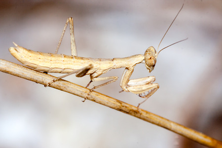 mantis in a field