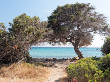 Landscape of Bidda Rosa beach in the gulf of Orosei Sardinia Italyの写真素材