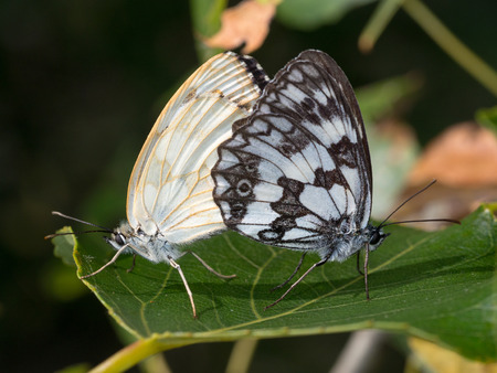 butterfly  on a flower in a meadowの写真素材