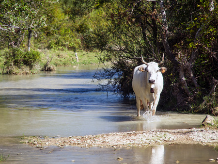 cow walking in natureの写真素材