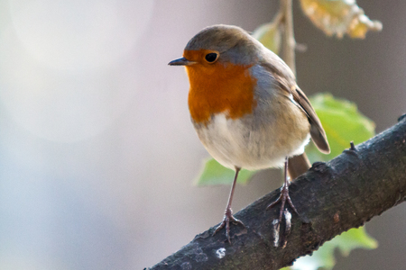 robin resting  in the morningの写真素材