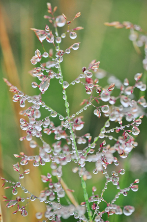 water dropsの写真素材