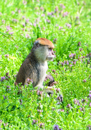 brown monkey from family Macaca fascicularis is holding a baby on a green fieldの写真素材