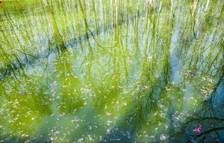 trees reflected into  the lake water