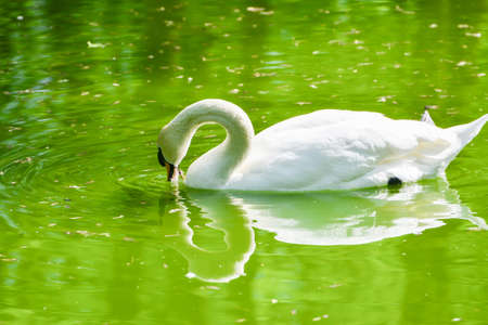 white swan floating on a green lakeの写真素材