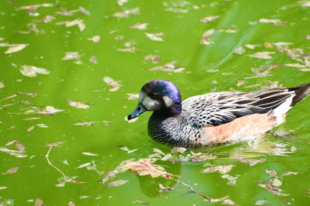 duck floating on a green lake