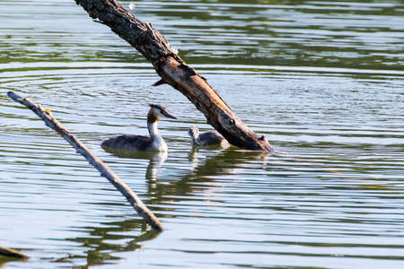 wildlife on Danube river near Regensburg city, Germany, Europe