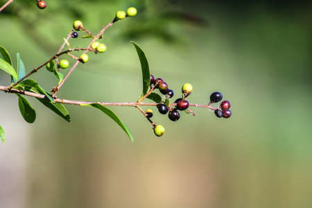 wild plants and fruits near the riverの写真素材
