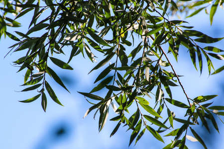 wild plants and fruits near the riverの写真素材