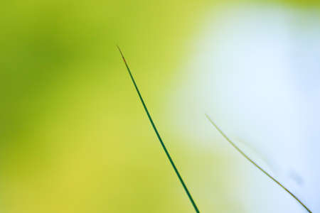 wild plants and fruits near the riverの写真素材