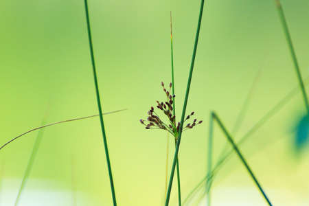 wild plants and fruits near the riverの写真素材