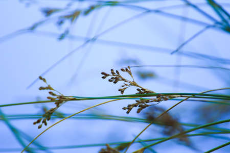 tree leaves and grass near the river