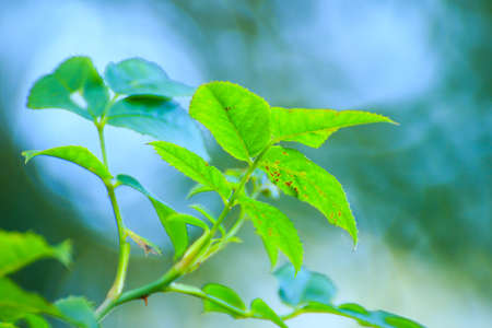 tree leaves and grass near the riverの写真素材