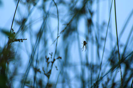 autumn fauna and vegetation near the river