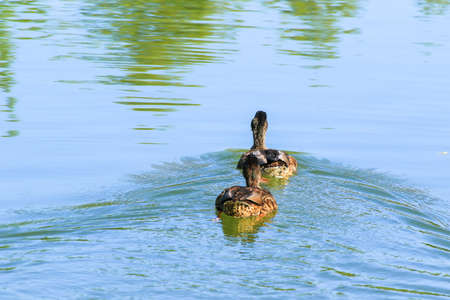 wild birds on the riverの写真素材
