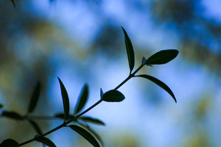 tree leaves and grass near the river