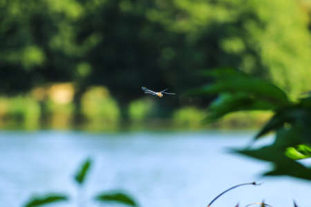 wild fauna near the riverの写真素材