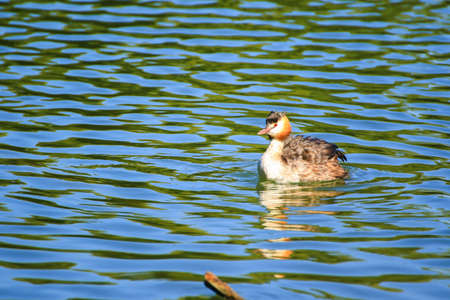 wildlife on Danube river near Regensburg city, Germany, Europeの写真素材
