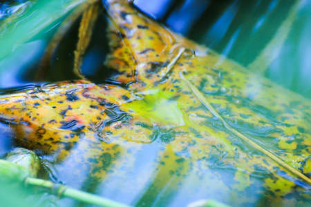autumn leaves floating on the water