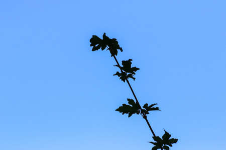 tree leaves and grass near the riverの写真素材