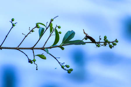 tree leaves and grass near the river