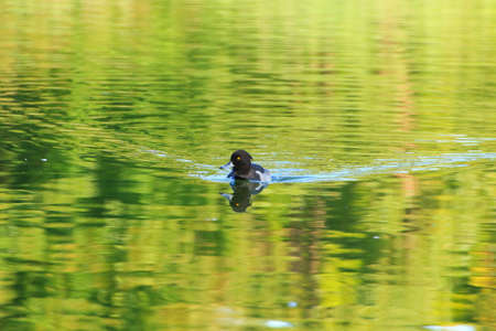 wild ducks on the lake near danube river in Germanyの写真素材