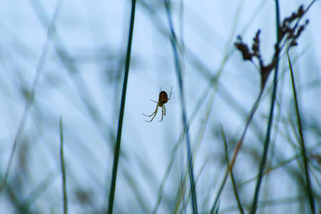 spider silhouette in the grass on blue backgroundの写真素材