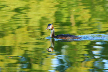 Great crested grebe bird floating on the Danube river