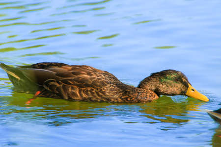 wild ducks on the lake near danube river in Germanyの写真素材