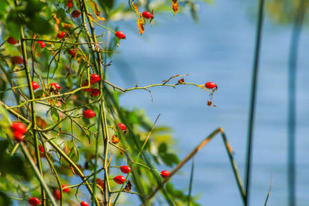 Closeup view of rosehip's bunch over blue water background