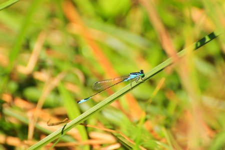 damselfly resting on green grass near the water stream