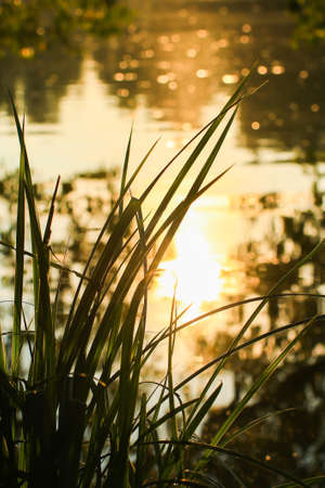 grass and leaves silhouette at sunset near the river
