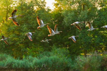 Regensburg, Germany: wild goose flaying near the Danube water streamの写真素材
