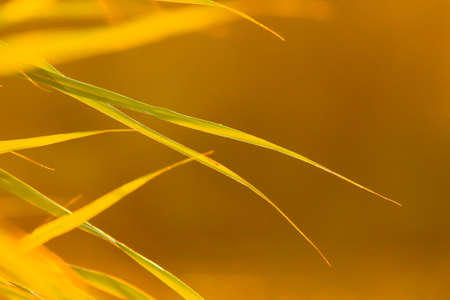 grass and leaves silhouette at sunset near the riverの写真素材