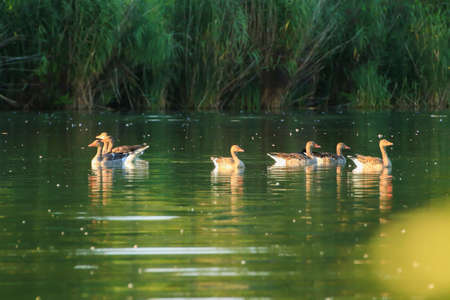 wild ducks on the lake near danube river in Germanyの写真素材