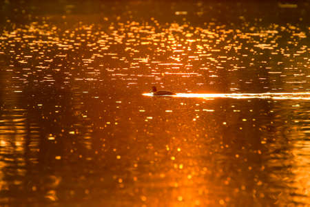The wild goose float in the evening lake while the golden light reflected in the beautiful water surface.の写真素材