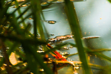 Swamp vegetation at golden hour sunset