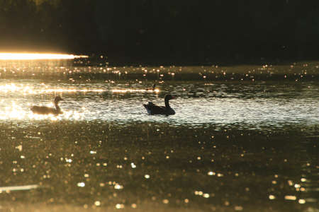 The wild goose float in the evening lake while the golden light reflected in the beautiful water surface.の写真素材