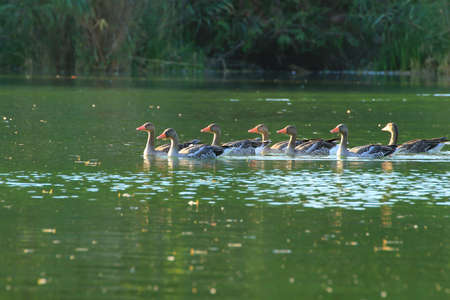 wild ducks on the lake near danube river in Germanyの写真素材