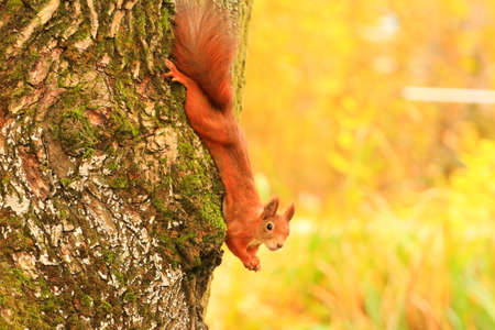 Portrait of Eurasian red squirrel climbing on tree and eating acornの写真素材