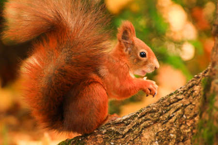 Portrait of Eurasian red squirrel climbing on tree and eating acornの写真素材