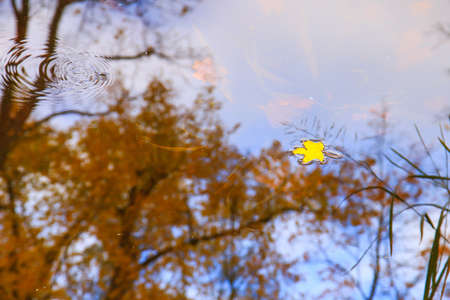 multi-colored bright autumn maple leaf in lake waterの写真素材